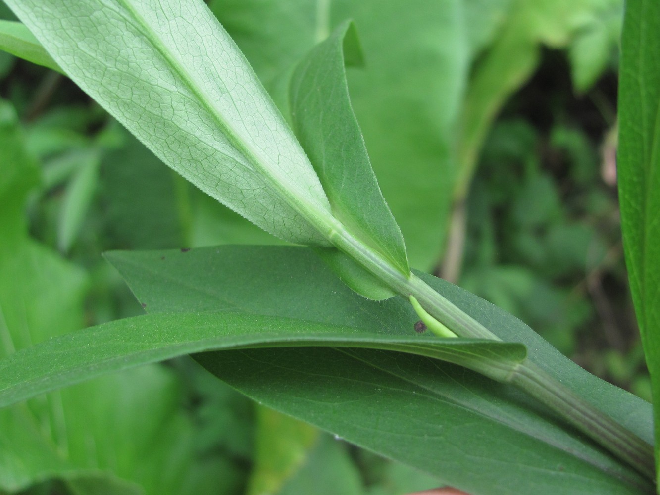 Image of Symphyotrichum novi-belgii specimen.