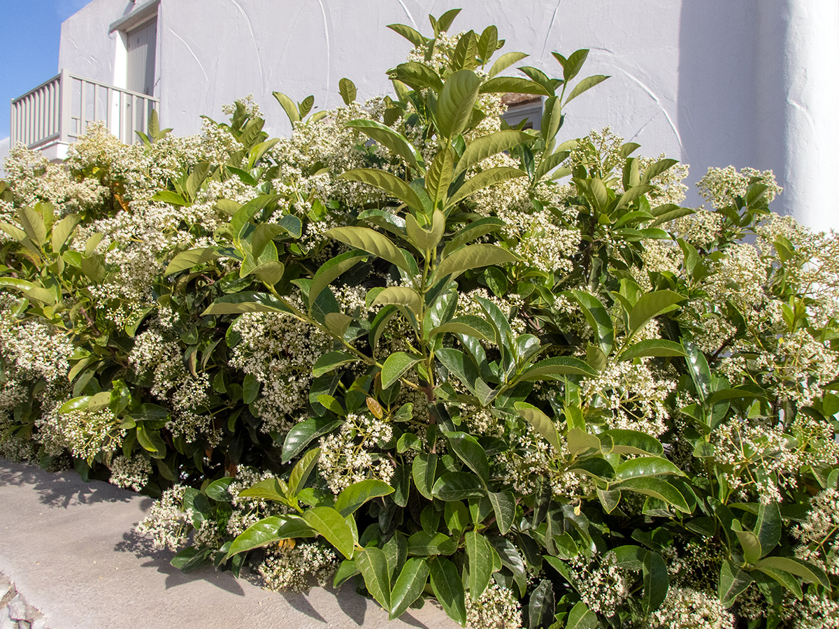 Изображение особи Viburnum odoratissimum.