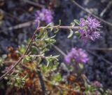 Thymus bashkiriensis. Верхушка цветущего побега. Пермский край, Кунгурский р-н, окр. с. Каширино, долина р. Сылва, обнажение гипсов, вершина скального выступа. 06.06.2021.