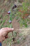 Fritillaria caucasica