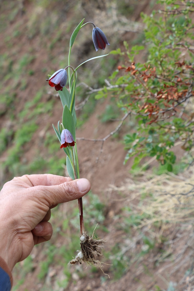 Изображение особи Fritillaria caucasica.