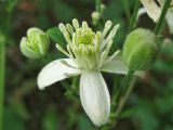 Clematis vitalba. Цветок в начале цветения и бутоны. Нидерланды, провинция Гронинген, Харен. 7 октября 2007 г.