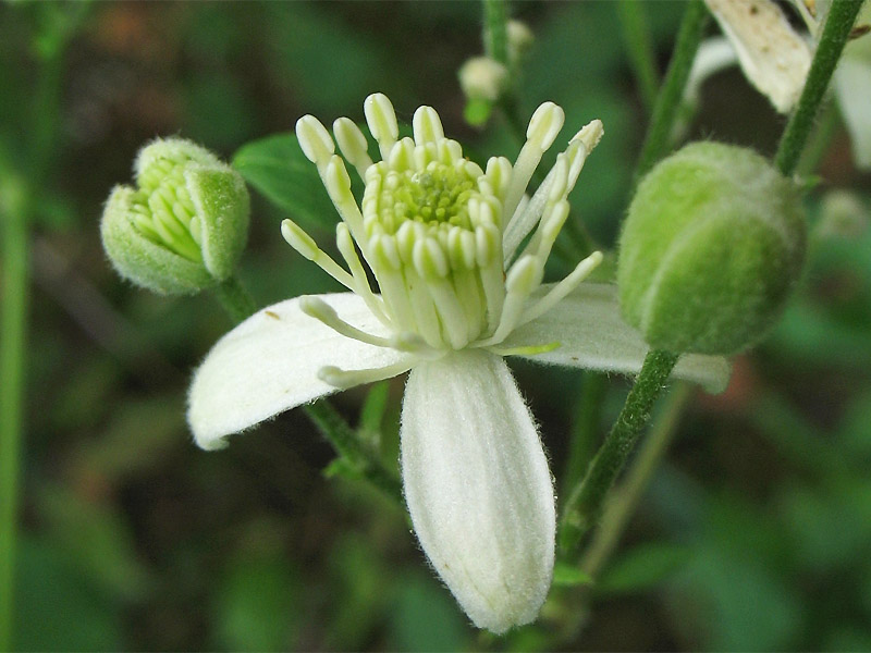 Изображение особи Clematis vitalba.