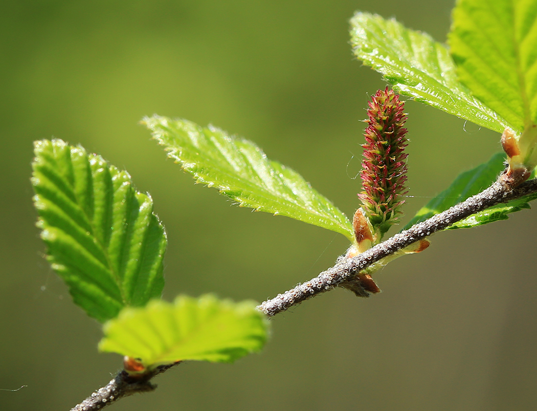 Image of Betula ovalifolia specimen.