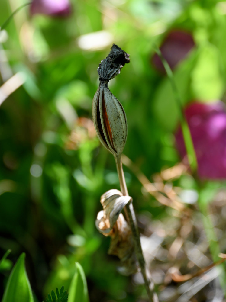 Image of Cypripedium macranthos specimen.