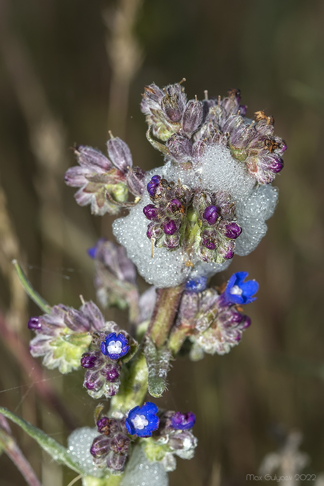 Image of Anchusa leptophylla specimen.