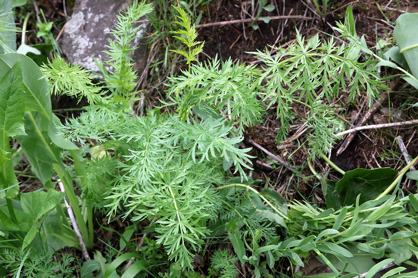 Image of Seseli nemorosum specimen.