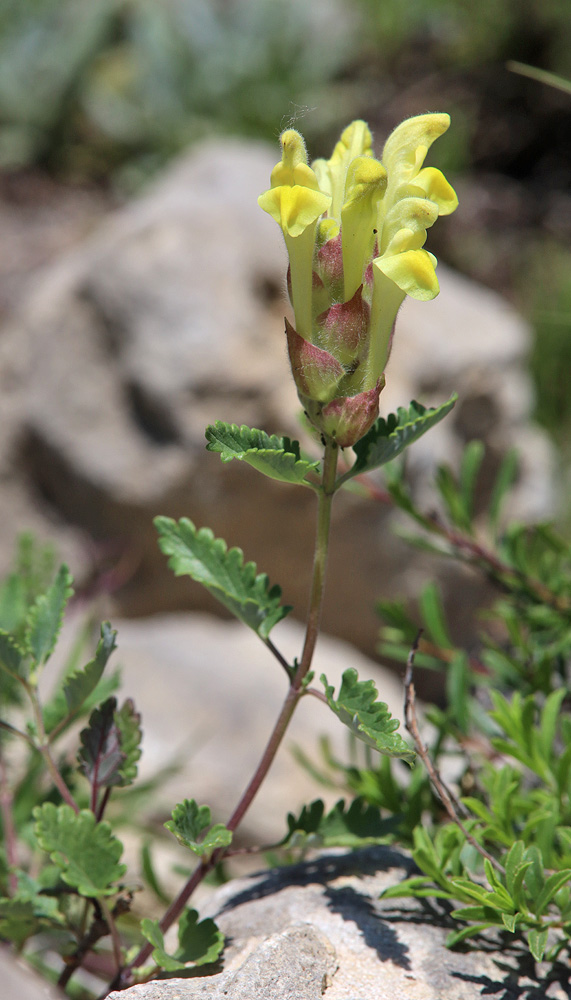 Image of genus Scutellaria specimen.