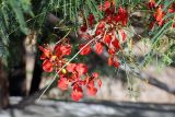 Caesalpinia pulcherrima