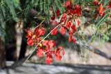 Caesalpinia pulcherrima. Цветки и листья. Эфиопия, провинция национальностей и народов Юга, аураджа Северное Омо, национальный парк \"Mago\". 31.12.2014.