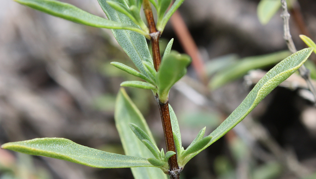 Image of Thymus dzevanovskyi specimen.