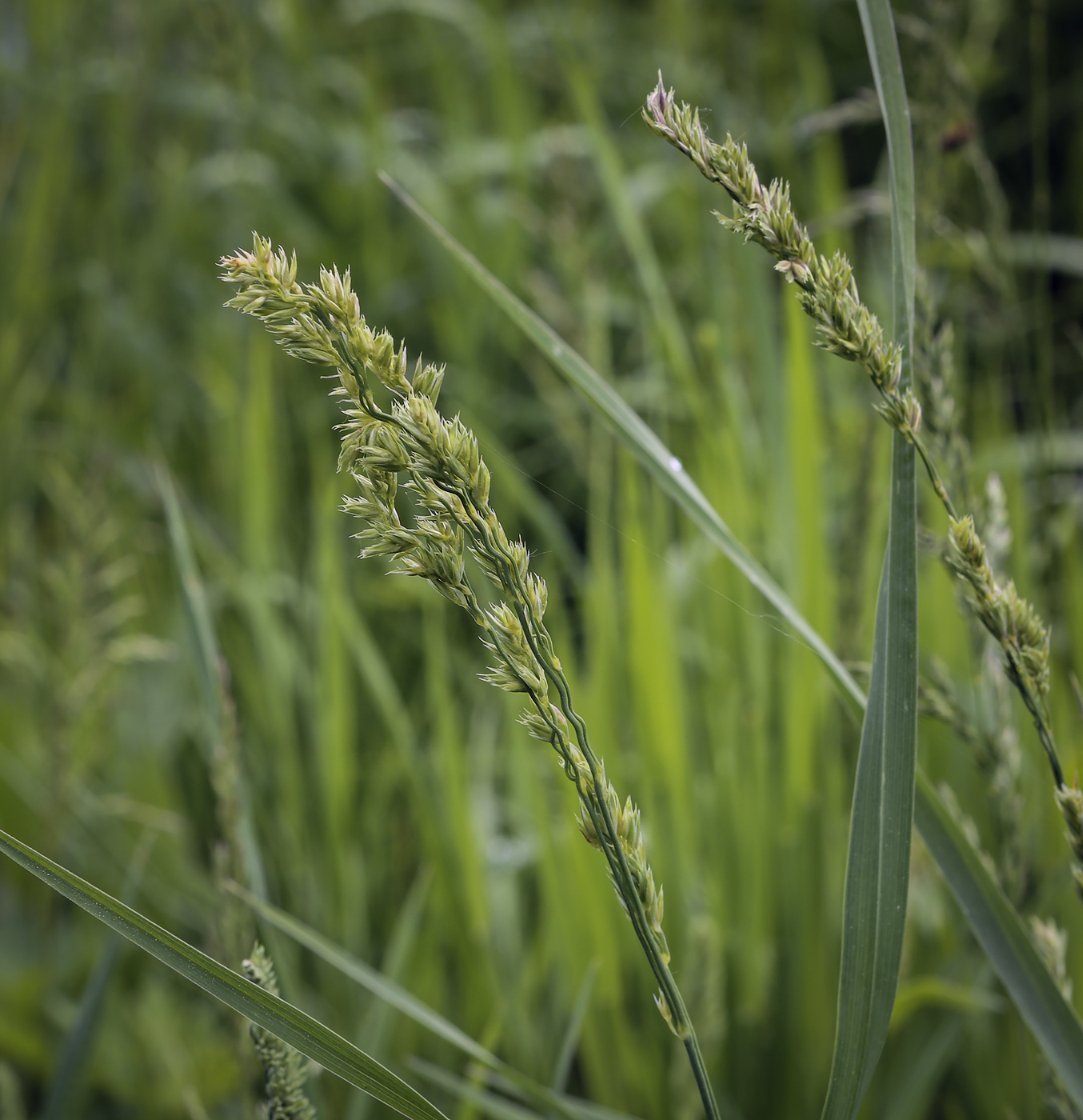 Изображение особи Dactylis glomerata.