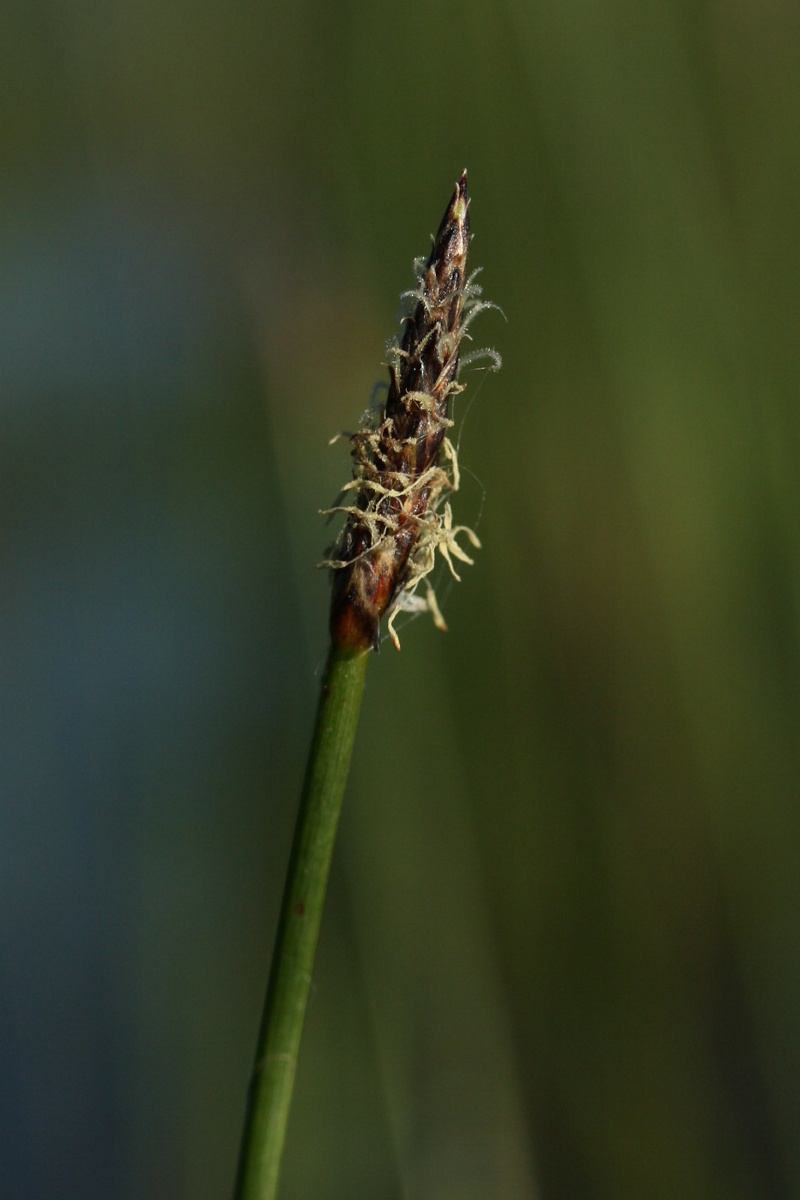 Image of genus Eleocharis specimen.