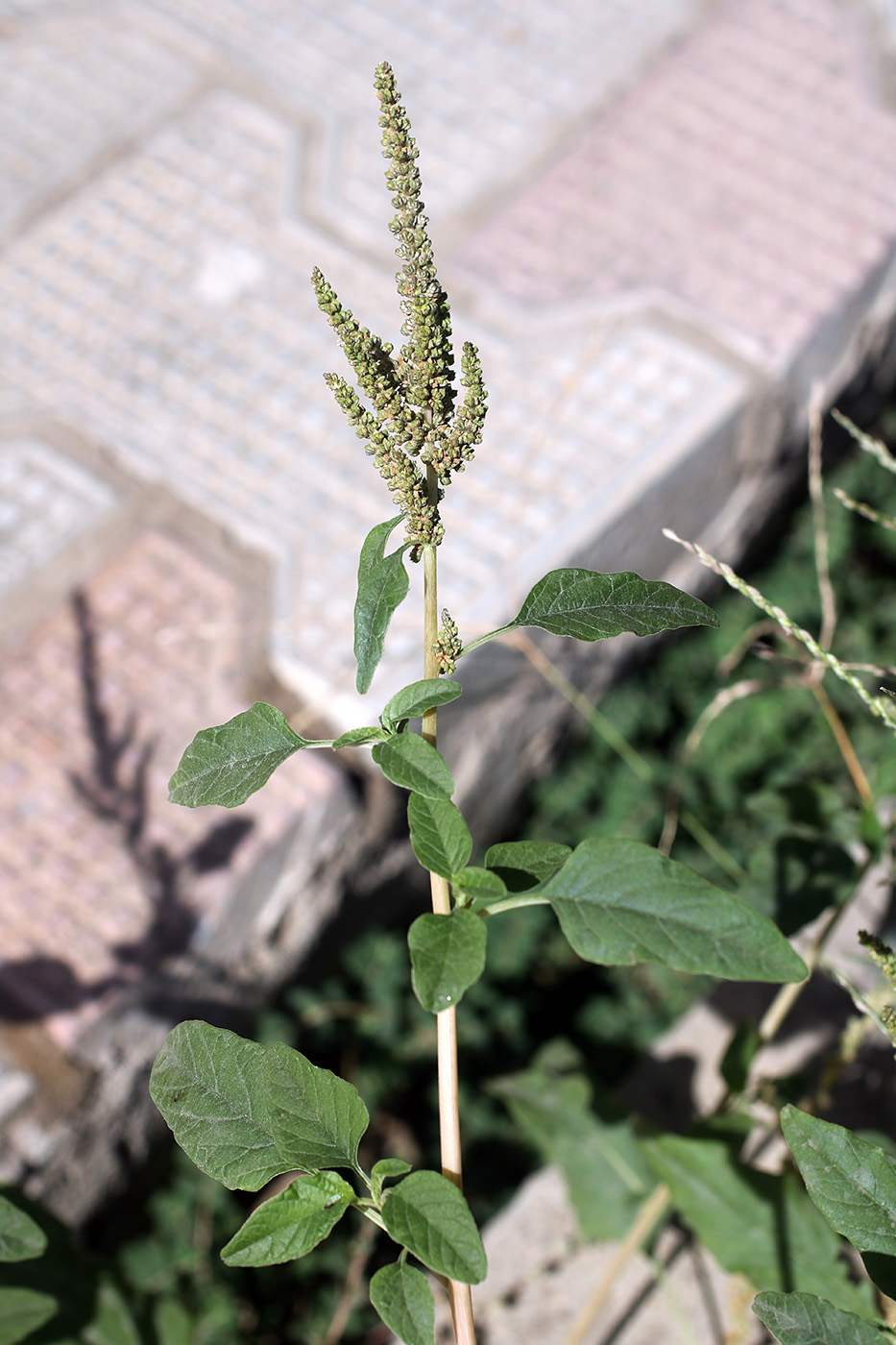 Изображение особи Amaranthus viridis.