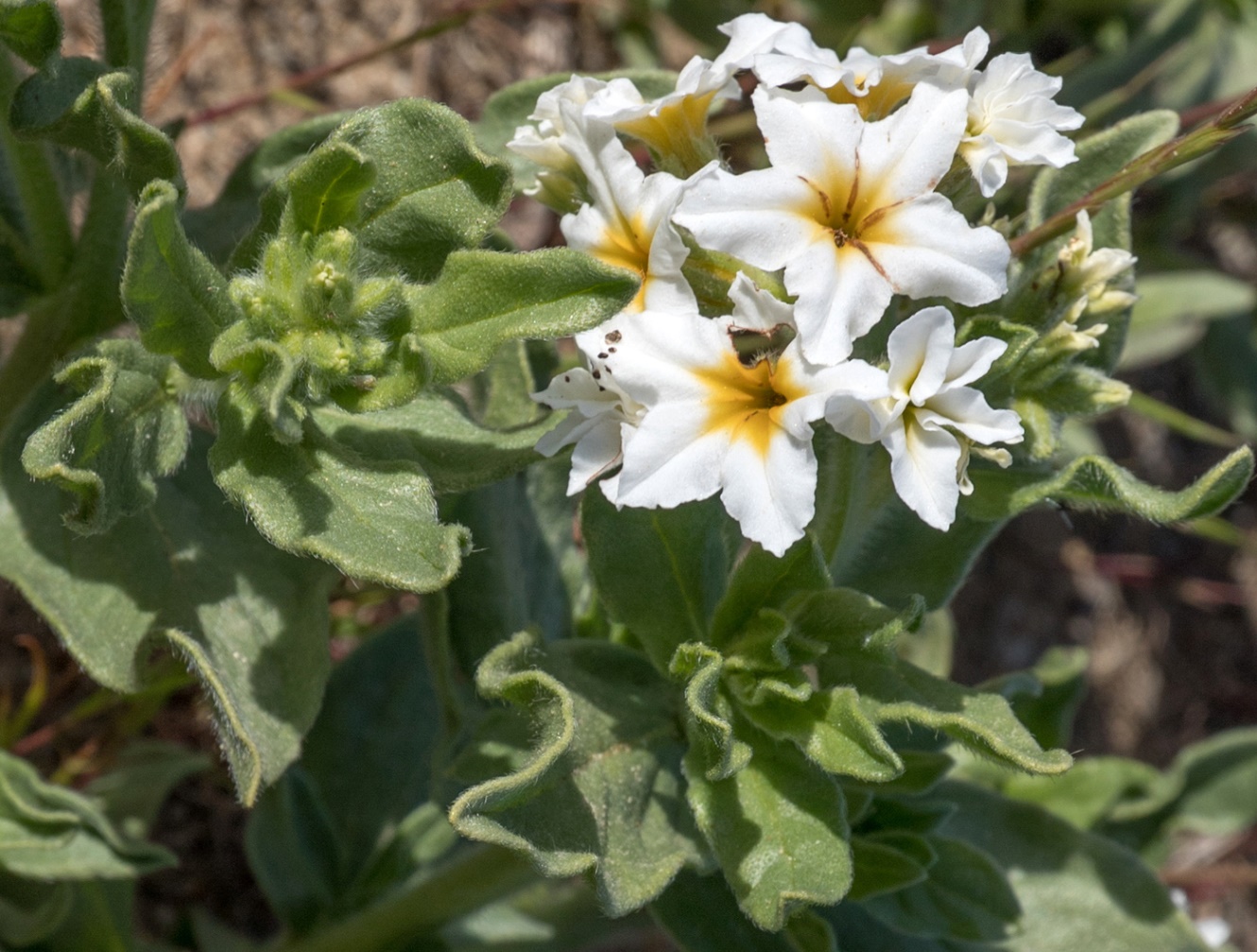 Изображение особи Argusia sibirica.