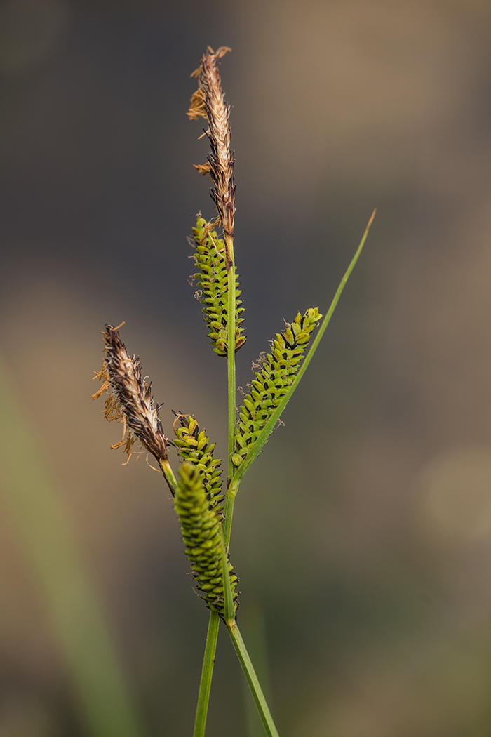 Image of genus Carex specimen.