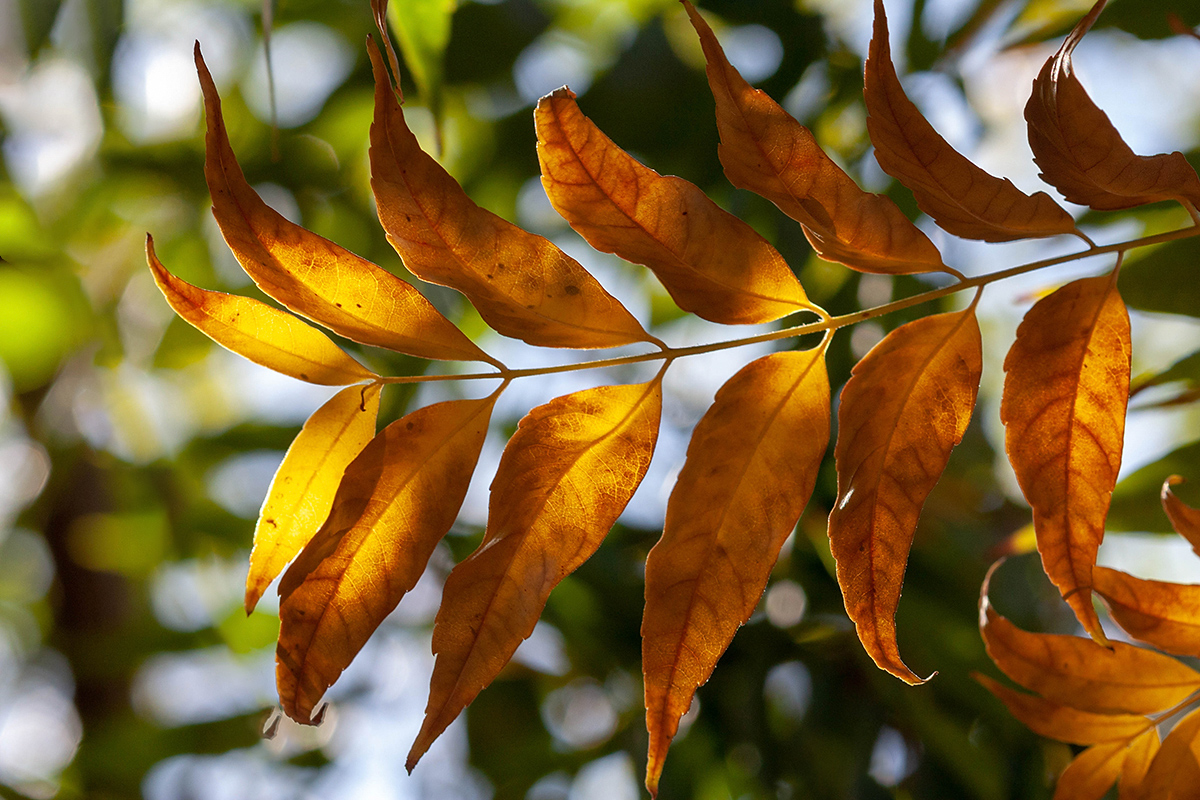 Изображение особи Koelreuteria bipinnata.