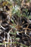 Vicia tetrasperma. Лист на верхушке побега. Южный Казахстан, Таласский Алатау, подгорная степь, сай Унгур. 12.07.2010.