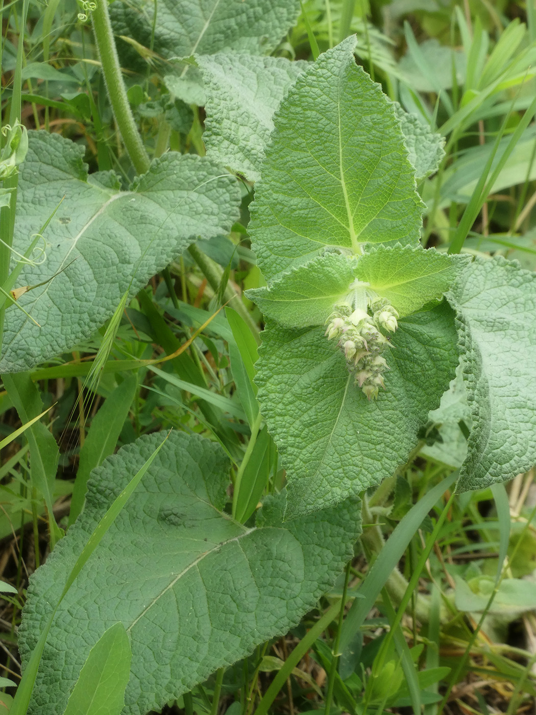 Изображение особи Salvia sclarea.