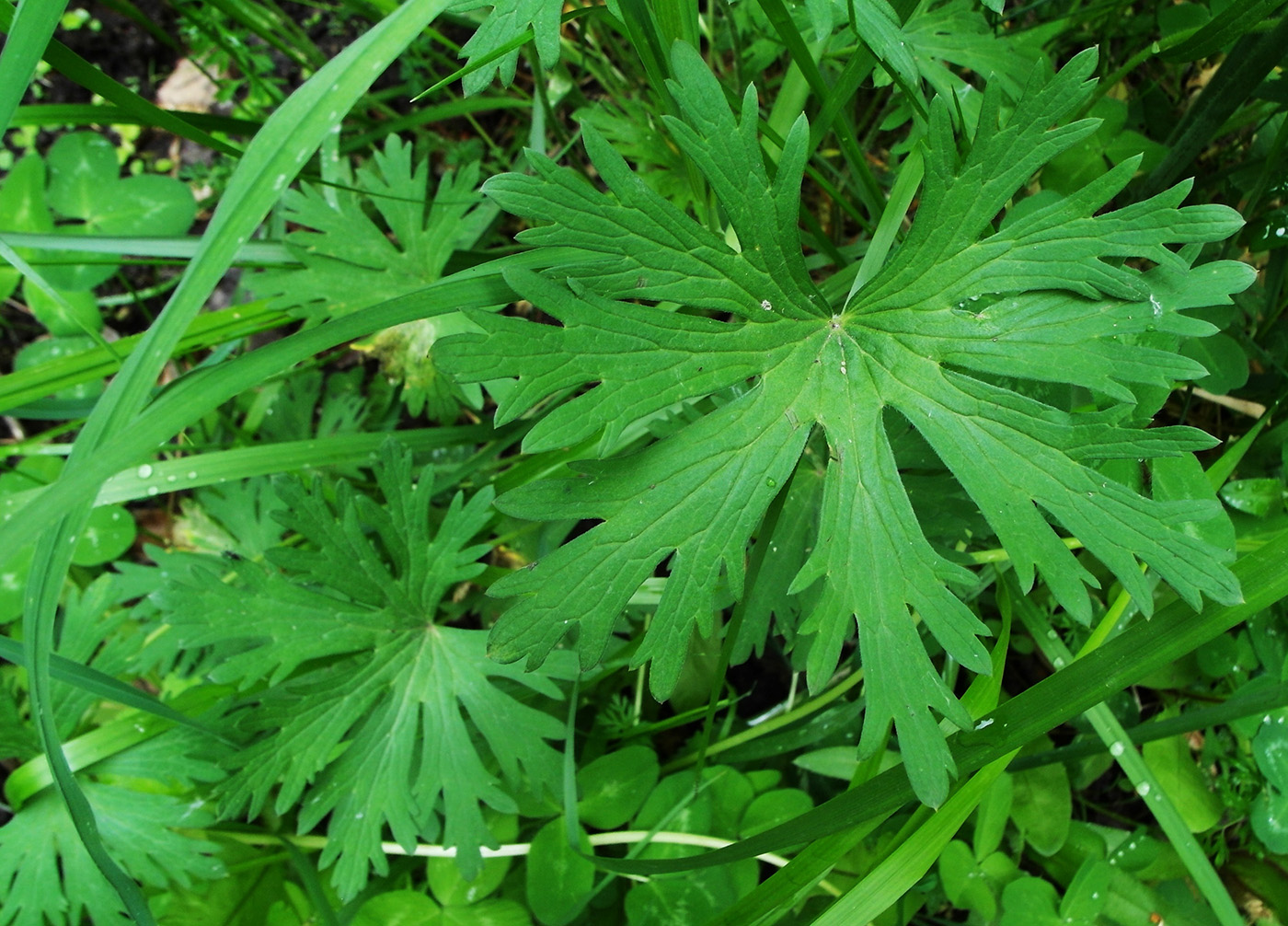 Image of Geranium pratense specimen.