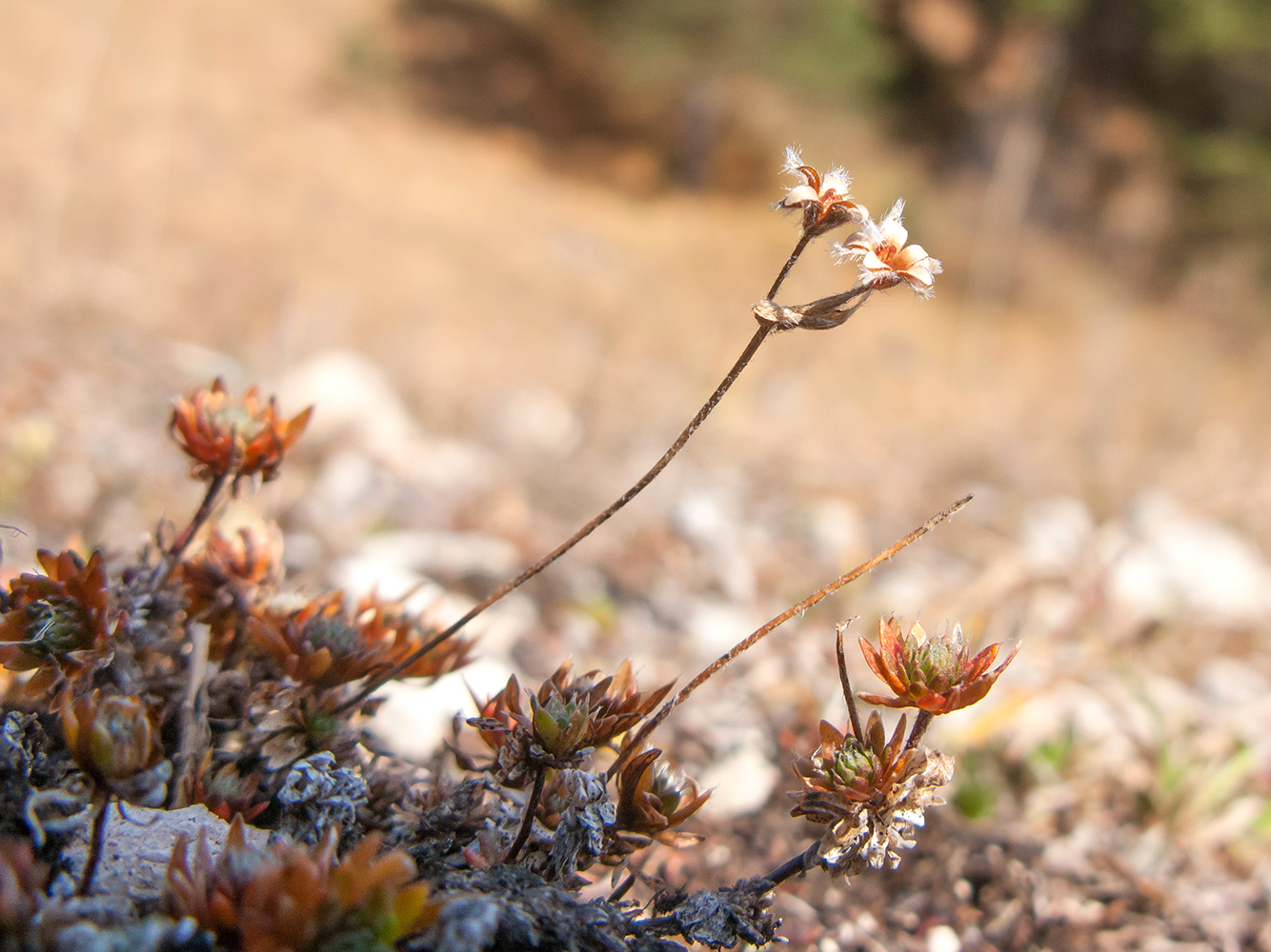 Image of Androsace barbulata specimen.