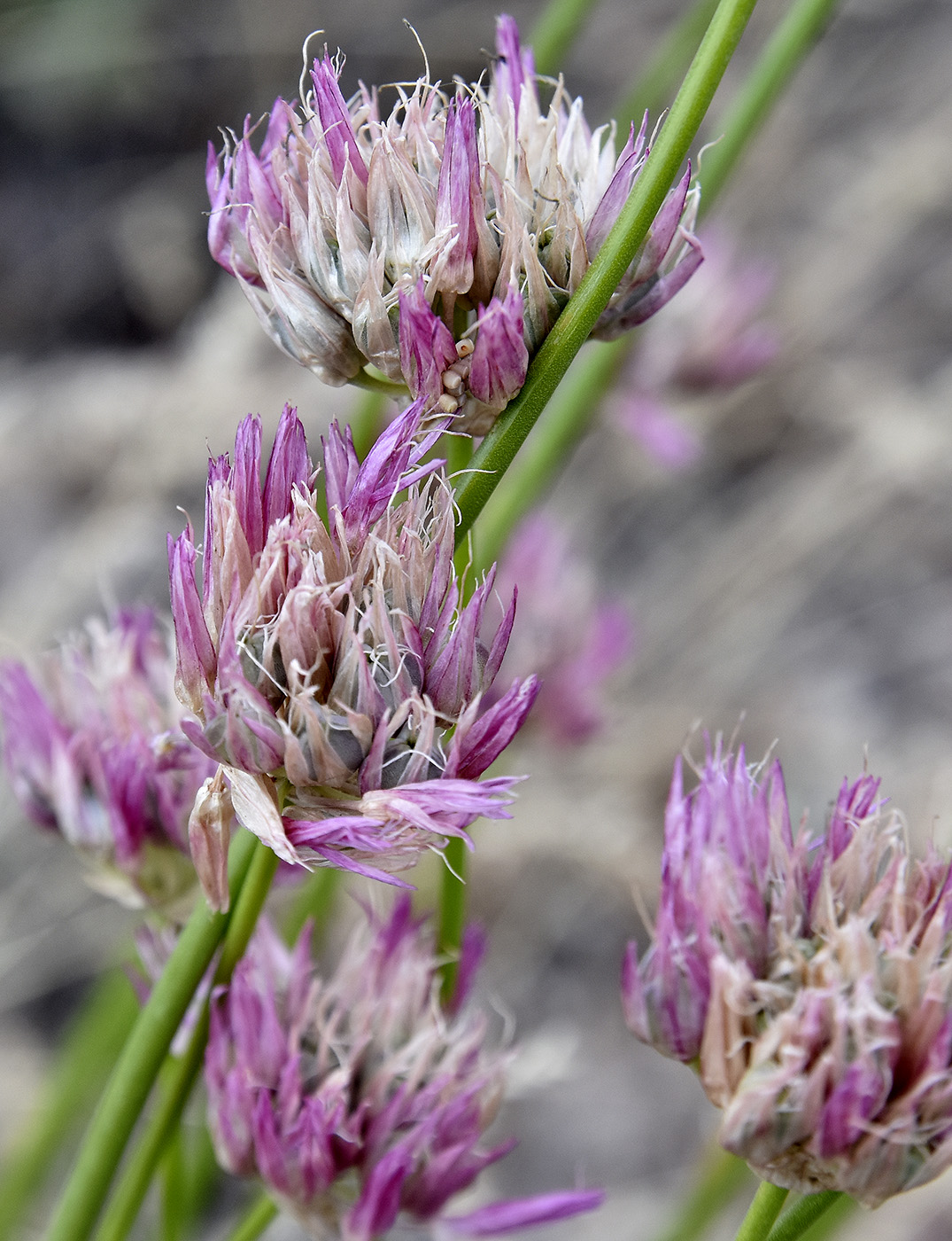 Image of Allium inderiense specimen.