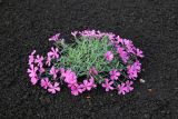 Dianthus repens. Цветущее растение. Камчатский край, Козыревский р-н, вулкан Плоский Толбачик, шлаковое поле. 19.07.2016.