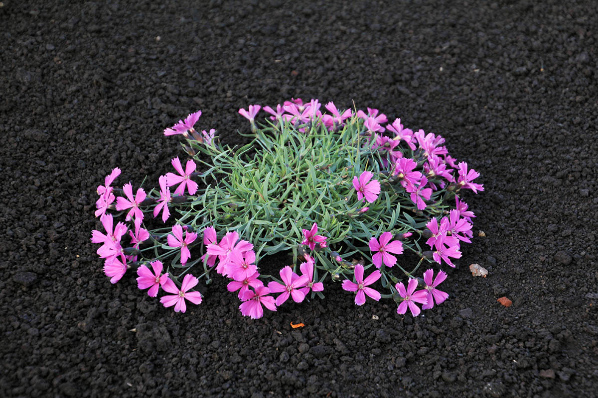 Image of Dianthus repens specimen.