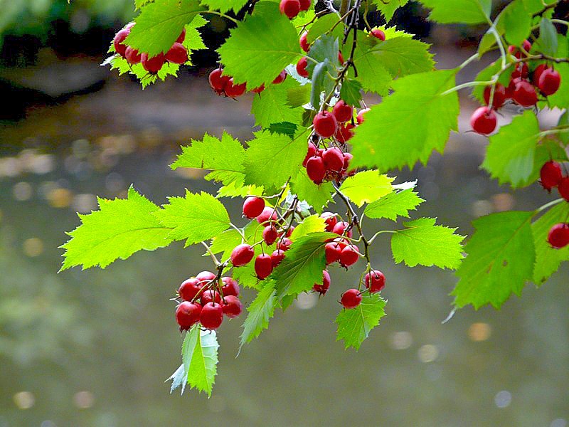 Изображение особи род Crataegus.