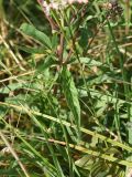 Eupatorium cannabinum