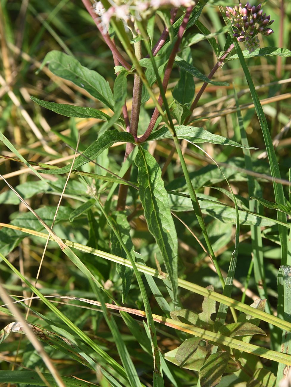 Изображение особи Eupatorium cannabinum.