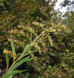 Solidago gigantea