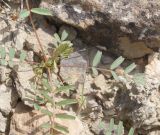 Astragalus oxyglottis. Вегетирующее растение. Крым, г/о Феодосия, Енишарские горы, каменистый склон. 25 апреля 2021 г.