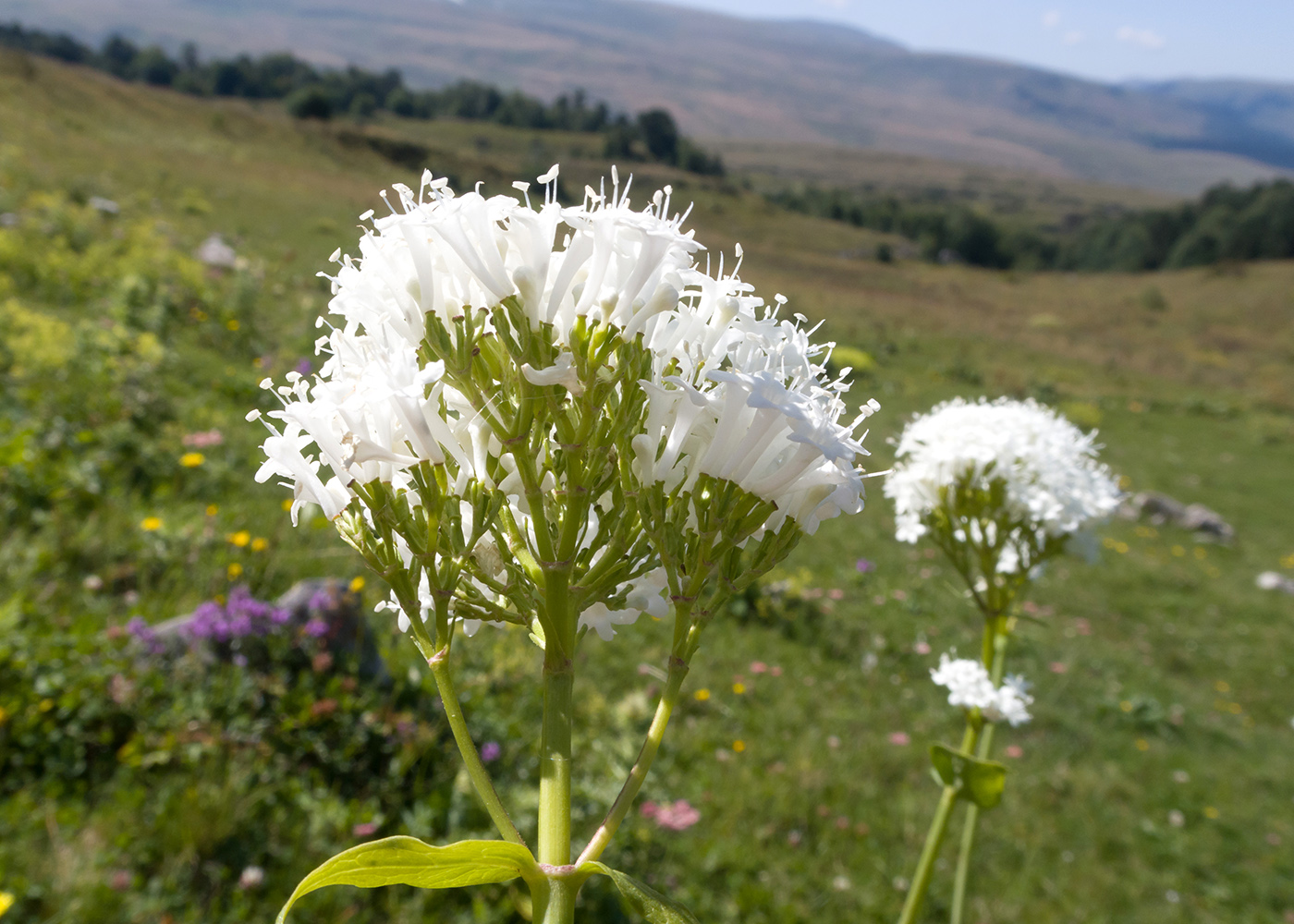 Изображение особи Valeriana alliariifolia.