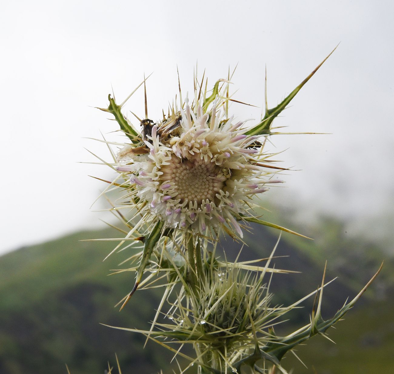 Изображение особи Cirsium echinus.