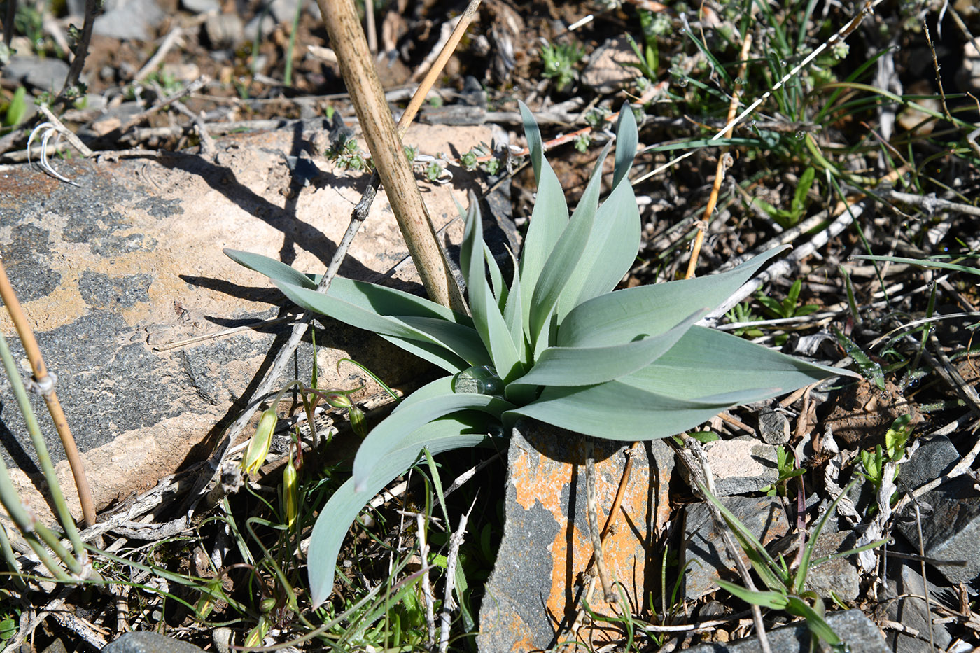 Изображение особи Eremurus cristatus.