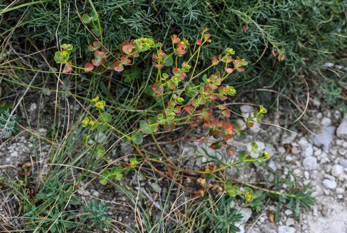 Image of genus Euphorbia specimen.