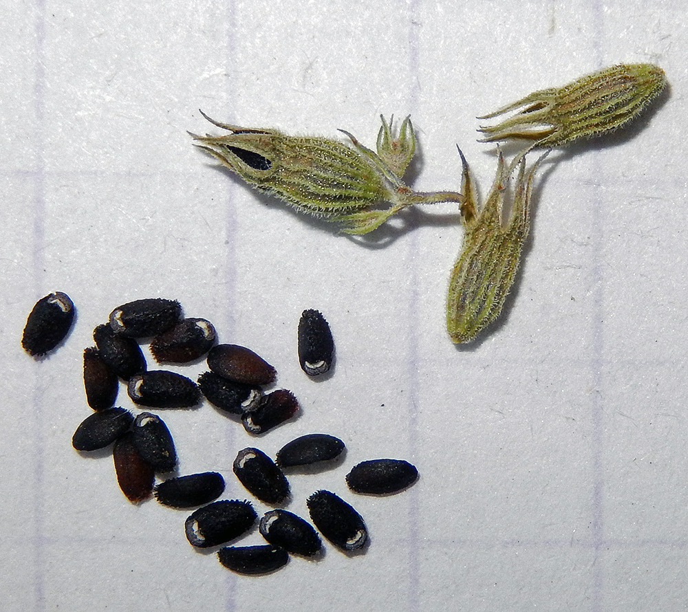 Image of Nepeta nuda specimen.