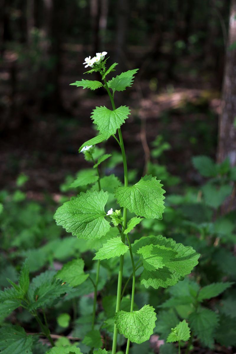 Image of Alliaria petiolata specimen.