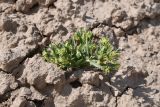 Dipterocome pusilla
