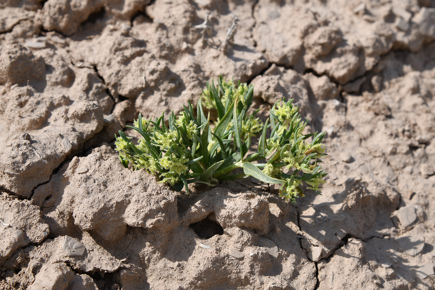 Изображение особи Koelpinia linearis.