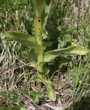 Dactylorhiza incarnata. Нижняя часть цветущего растения. Дагестан, Докузпаринский р-н, окр. с. Куруш, влажный луг. 27 июня 2023 г.