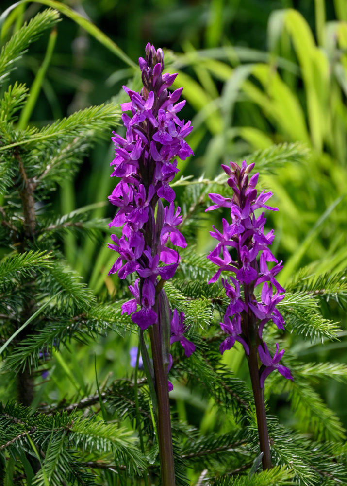 Image of Dactylorhiza umbrosa specimen.