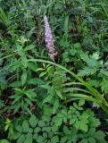 Astilbe chinensis. Верхушка цветущего растения. Приморье, окр. г. Находка, гора Племянник, опушка широколиственного леса. 29.07.2021.