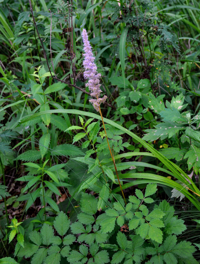 Image of Astilbe chinensis specimen.