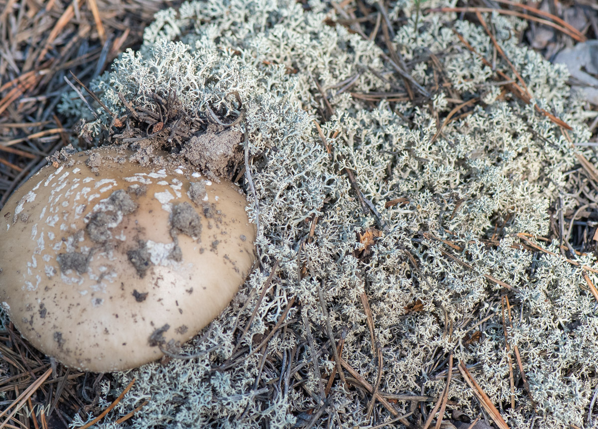 Image of Cladonia arbuscula specimen.