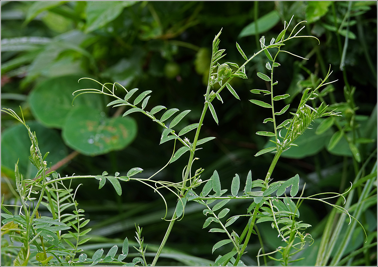 Image of Vicia cracca specimen.
