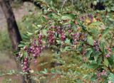 Berberis nummularia