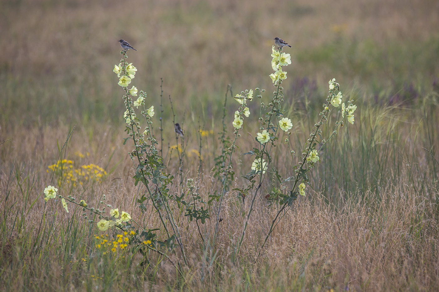 Image of Alcea rugosa specimen.