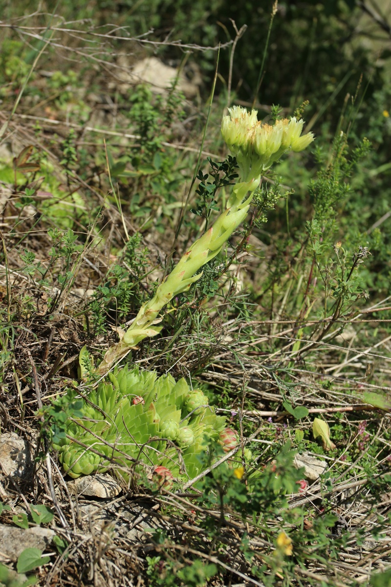 Изображение особи Jovibarba globifera.